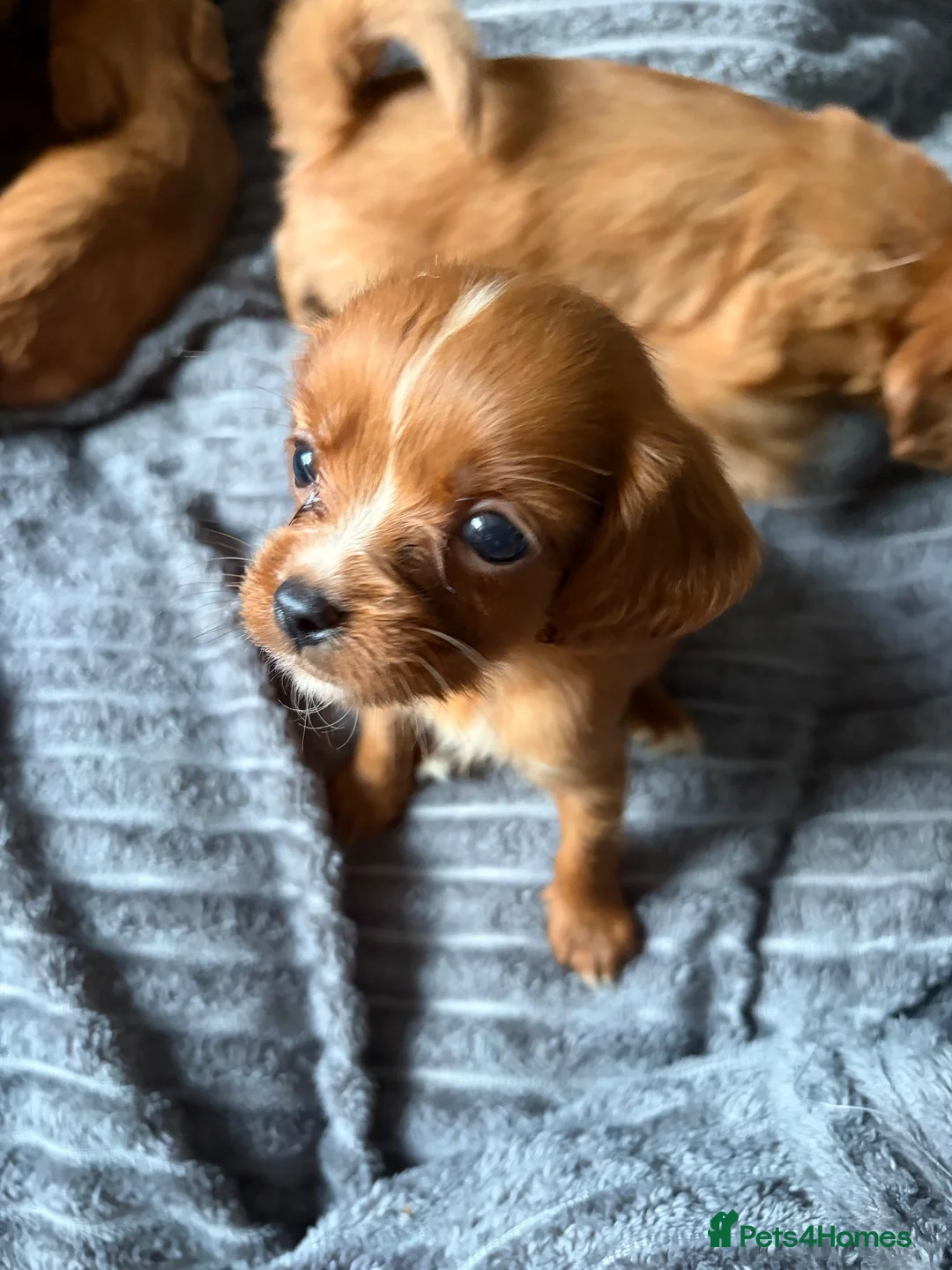 Cavapoo dogs for sale: Toy Cavapoo puppies- 3 boys & 3 girls  in Bristol - Advert 2