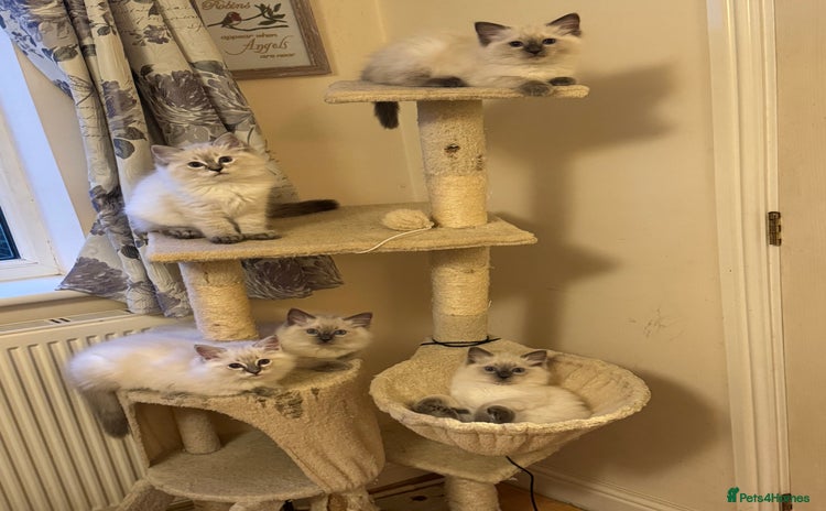 Ragdoll cats - Advert 5