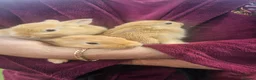 Netherland Dwarf rabbits for sale: 5 Little bunny looking for home - Advert 11