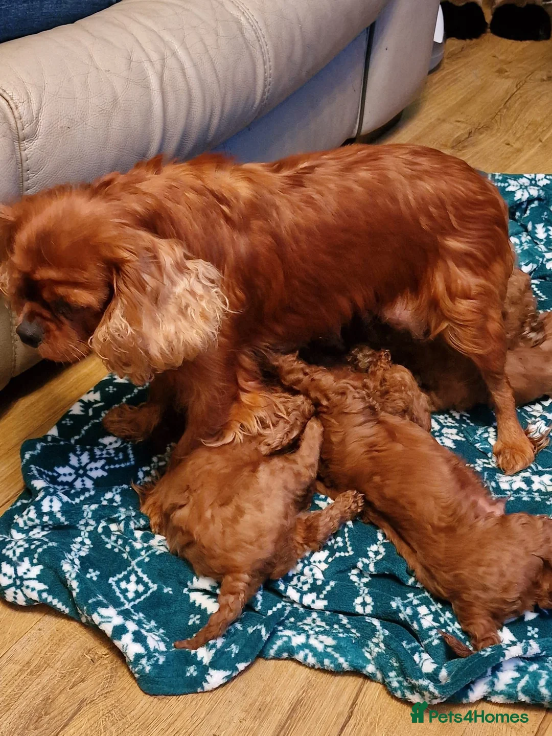 Cavapoo dogs for sale: F1 cavapoos ready to reserve - Advert 2