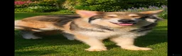 Golden Shepherd dogs for sale: Golden Shepherd puppies - Advert 2