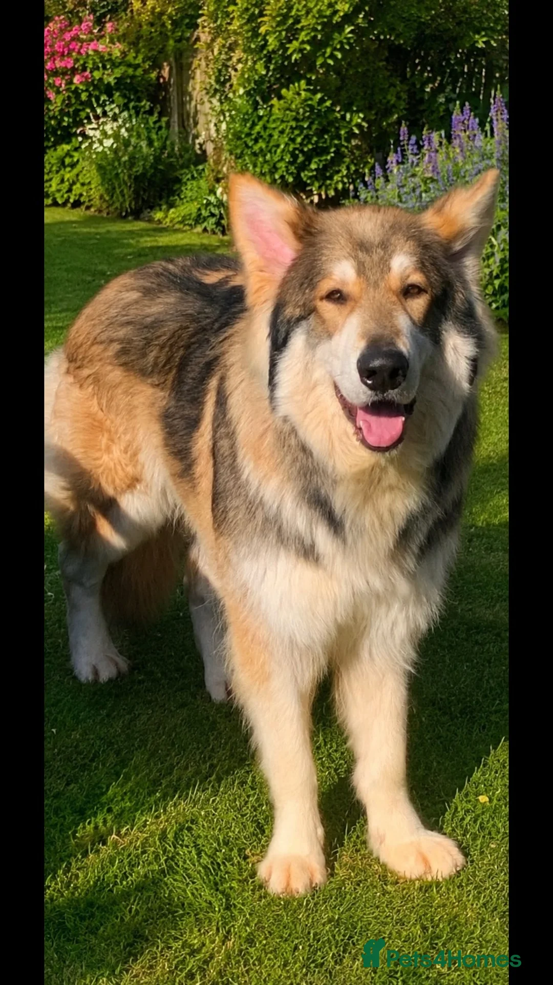 Golden Shepherd dogs for sale: Golden Shepherd puppies - Advert 2