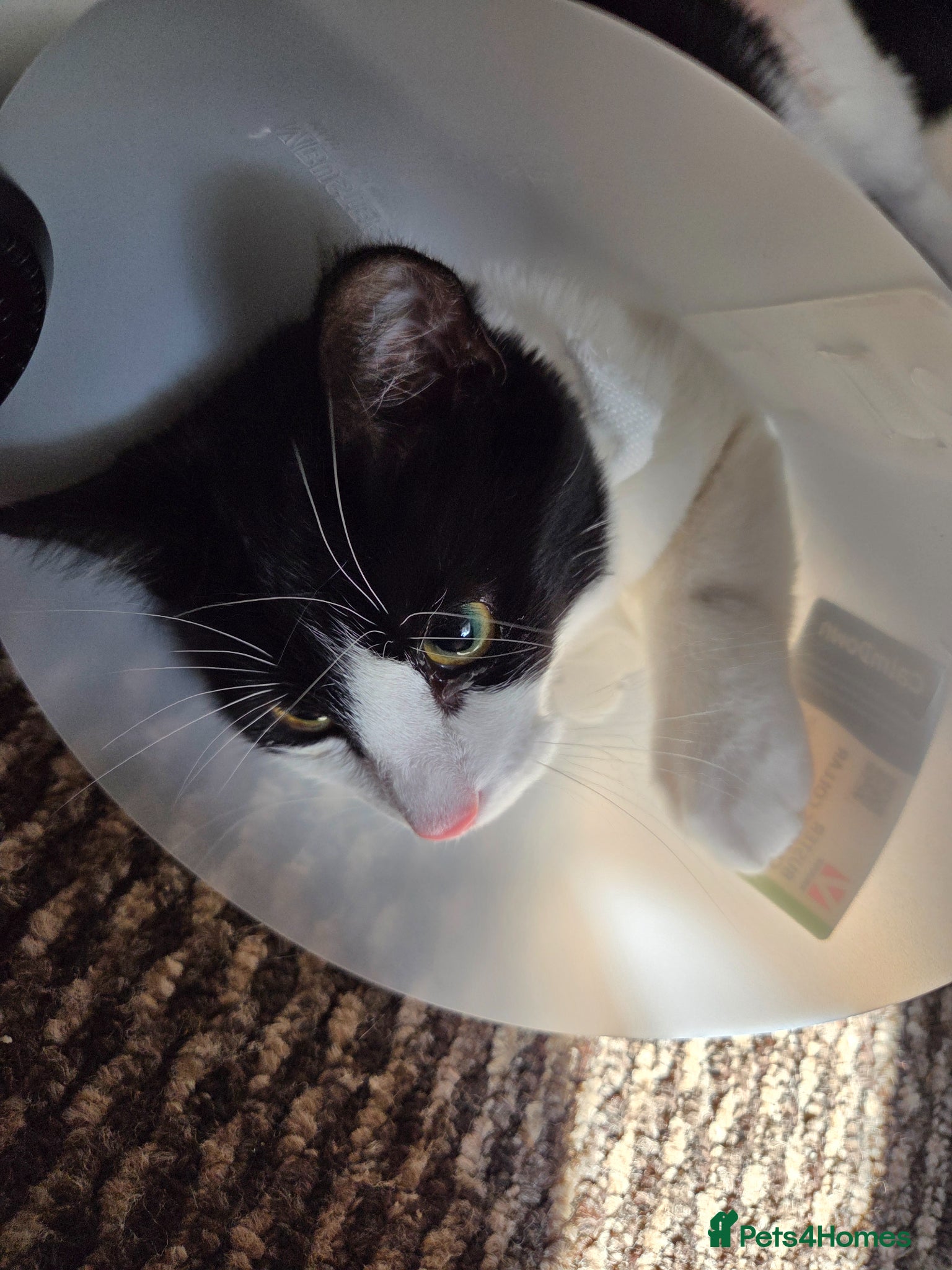 Mixed Breed cats for sale: 9/10 month old mixed breed cat - Advert 3