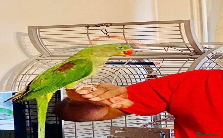 Parrots birds - Advert 4