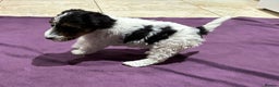 Fox Terrier dogs for sale: wire hair fox terrier puppies - Advert 9