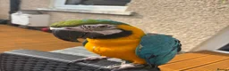 Macaws birds for sale: Parrot in Alloa - Advert 2