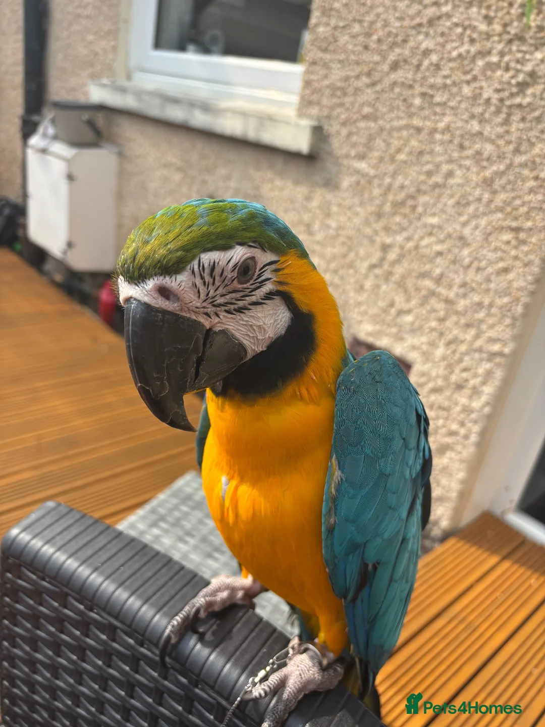 Macaws birds for sale: Parrot in Alloa - Advert 2