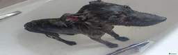 Lurcher dogs for sale: Last Outstanding male Lurcher Puppy - Advert 37