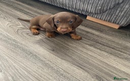 Dachshund dogs for sale: Long haired  - Image 19