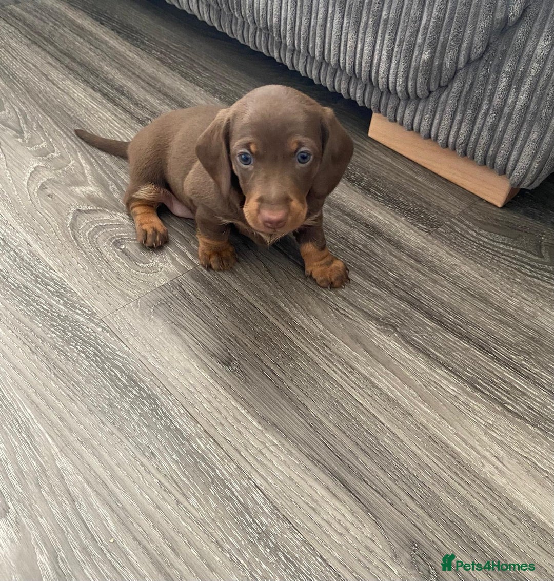 Dachshund dogs for sale: Long haired  - Image 19