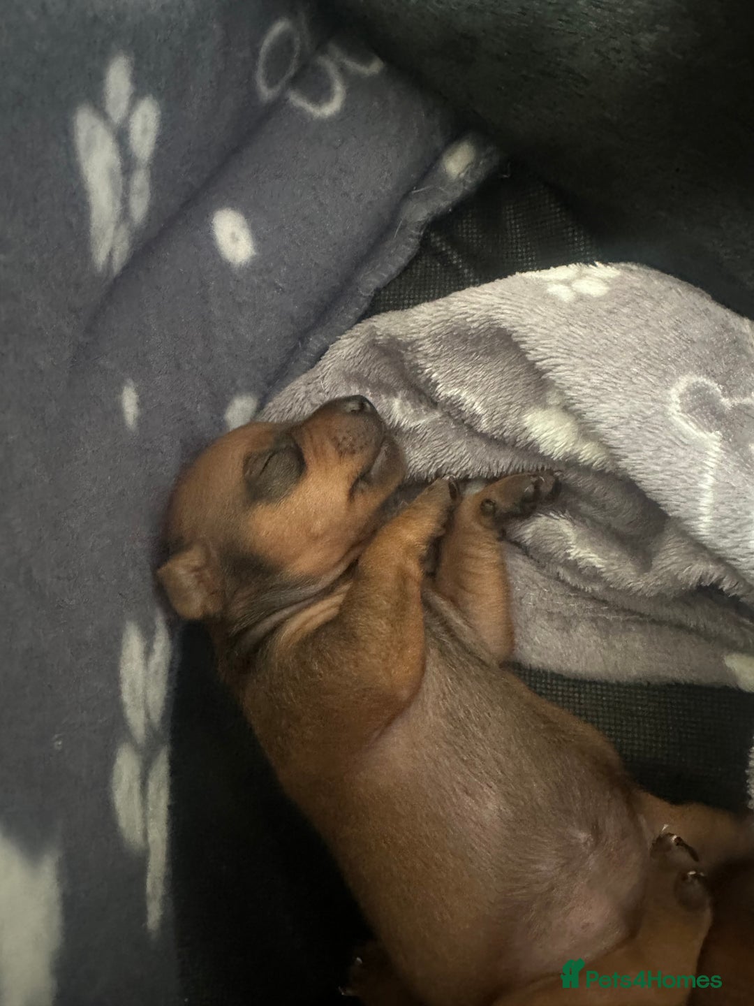 Miniature Pinscher dogs for sale: ✨ Exceptional Miniature Pinscher Puppies ✨ - Image 7