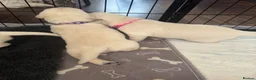 Golden Retriever dogs for sale: Beautiful Golden Retriever puppies - Advert 6