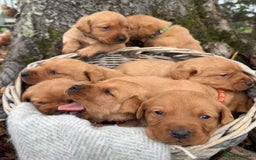 Labrador Retriever dogs for sale: Stunning litter of KC fox red labradors  - Advert 15