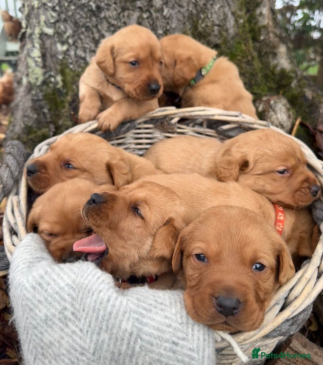Labrador Retriever dogs for sale: Stunning litter of KC fox red labradors  - Advert 15