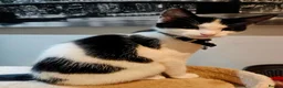 Mixed Breed cats for sale: 12 Week Old Rag Doll/Tabby Cross - Advert 6