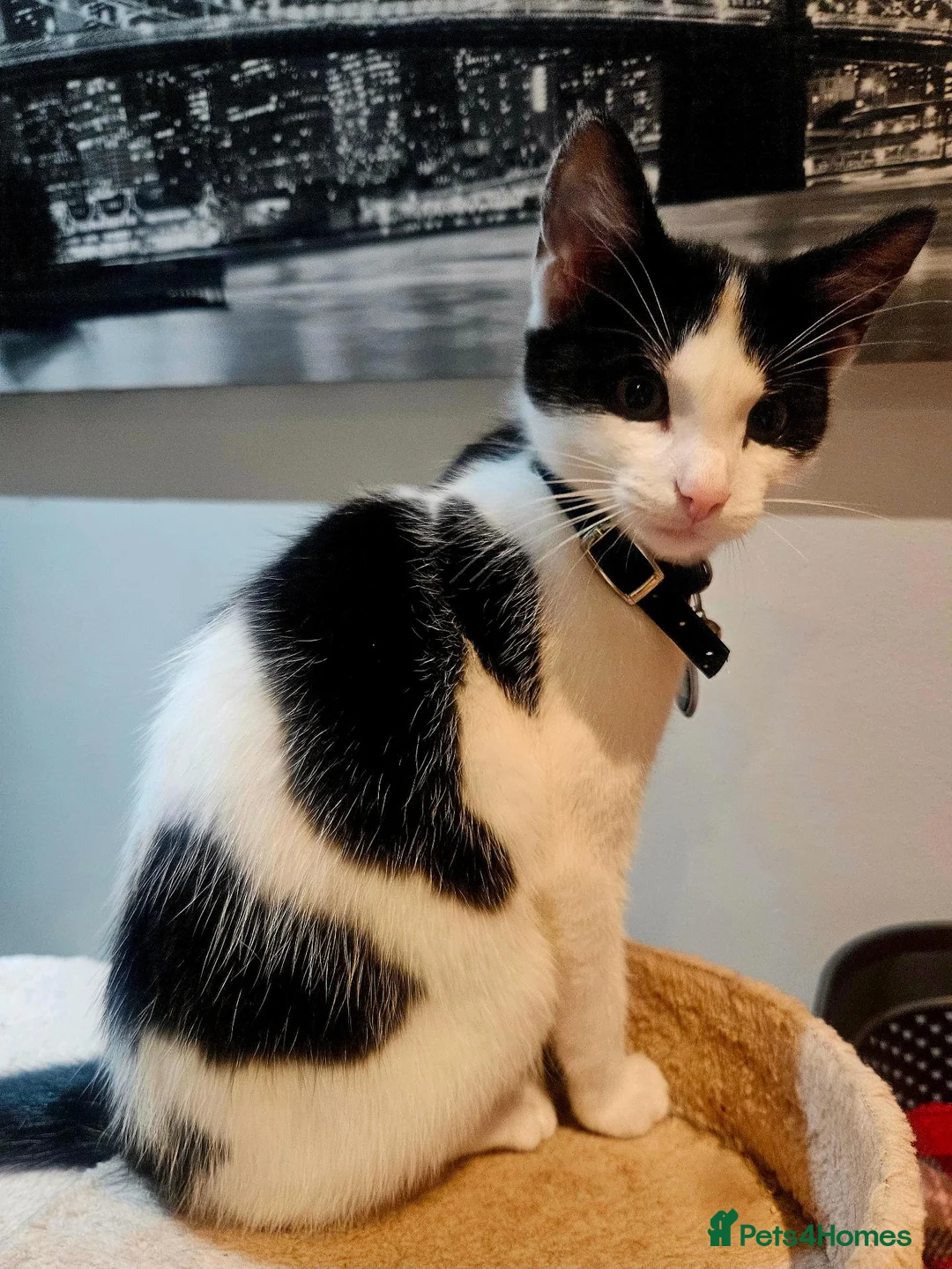 Mixed Breed cats for sale: 12 Week Old Rag Doll/Tabby Cross - Advert 6