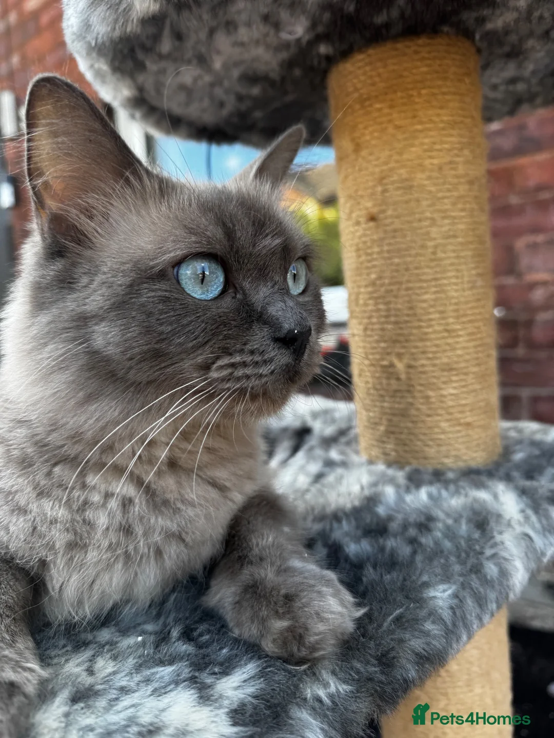 Ragdoll cats for sale: 2 female ragdolls looking for homes  - Advert 2