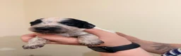 Cocker Spaniel dogs for sale: Cocker spaniel puppies  in Dartford - Advert 16