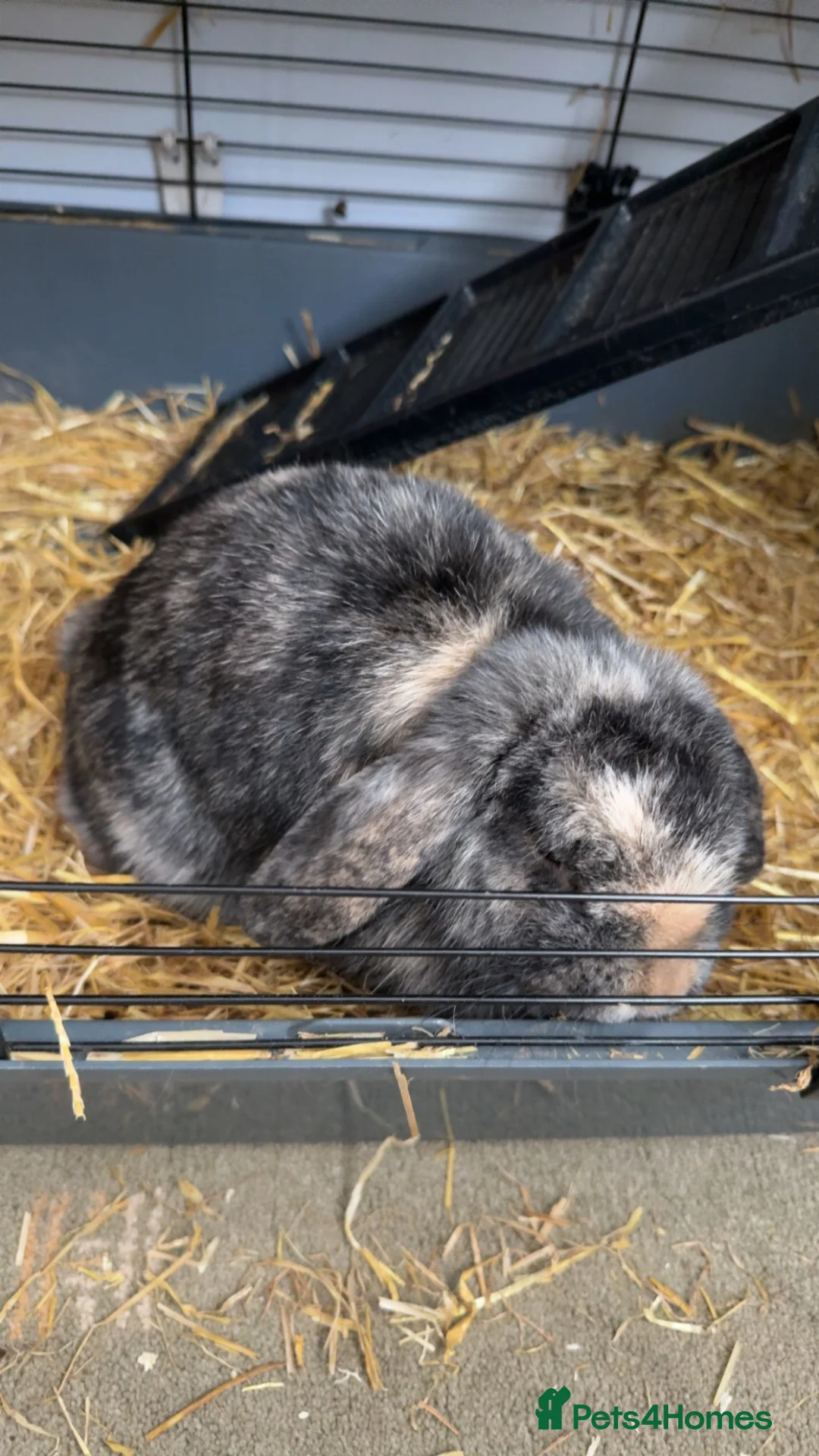 Mini Lop rabbits for sale: Mini lip bunny for sale in Houghton le Spring - Advert 2