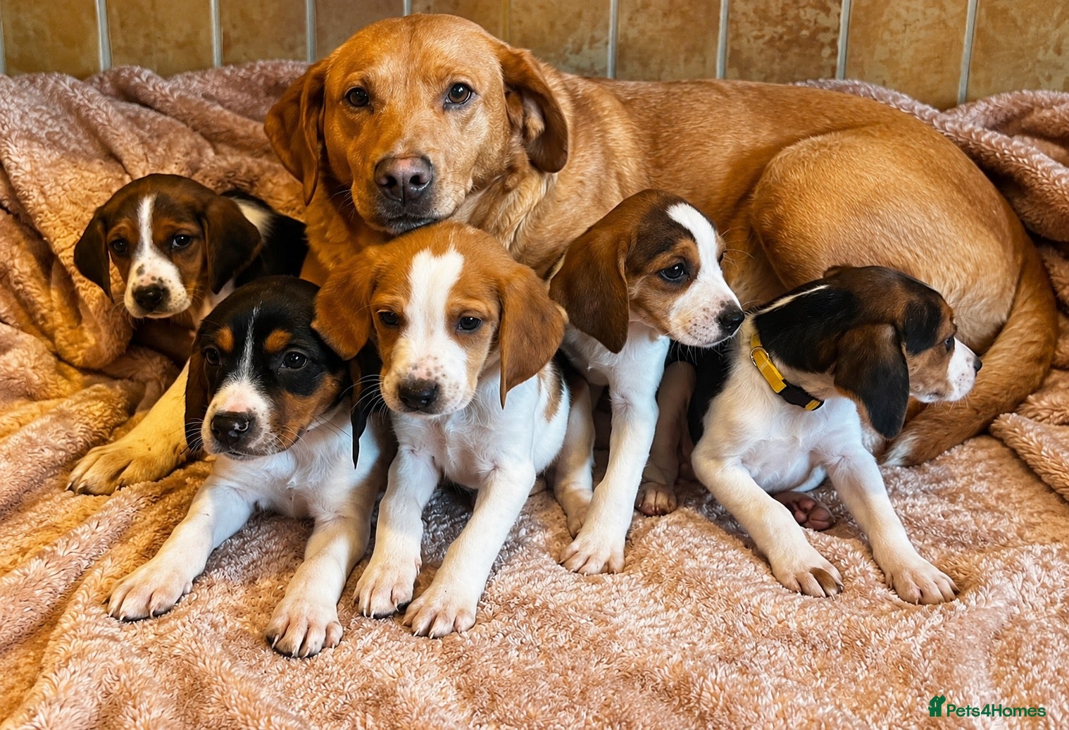 Mixed Breed dogs Beagles X Lab  - Advert 9
