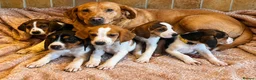 Mixed Breed dogs for sale: Beagles X Lab  - Advert 1