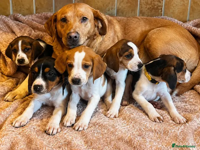 Mixed Breed dogs Beagles X Lab - Advert 1