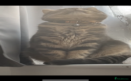 Domestic Shorthair cats for sale: 🐾 Loving Home for Milo🐾 (w automatic litterbox)  - Image 2
