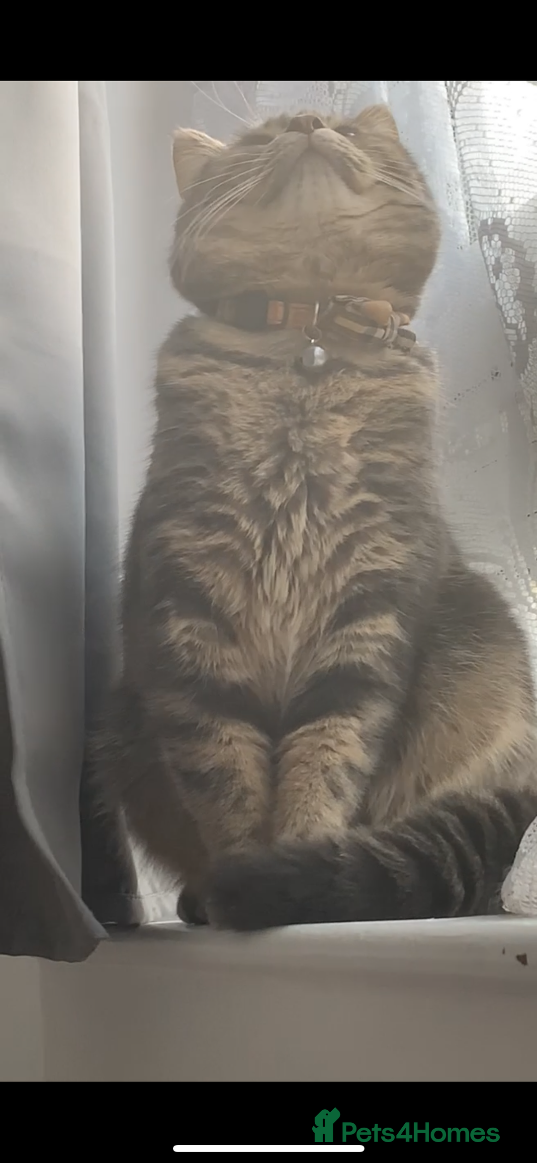 Domestic Shorthair cats for sale: 🐾 Loving Home for Milo🐾 (w automatic litterbox)  - Image 2