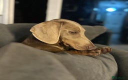 Dachshund dogs for sale: Dachshund boy for sale  - Image 3