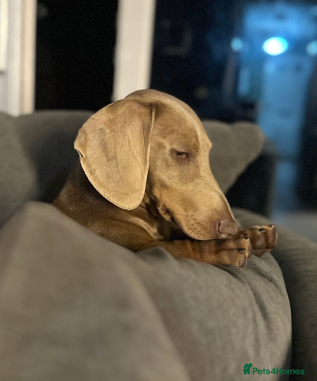 Dachshund dogs for sale: Dachshund boy for sale  - Image 3