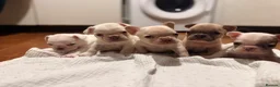 French Bulldog dogs for sale: Frenchie puppy’s  - Advert 4