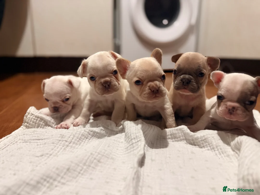 French Bulldog dogs for sale: Frenchie puppy’s  - Advert 4