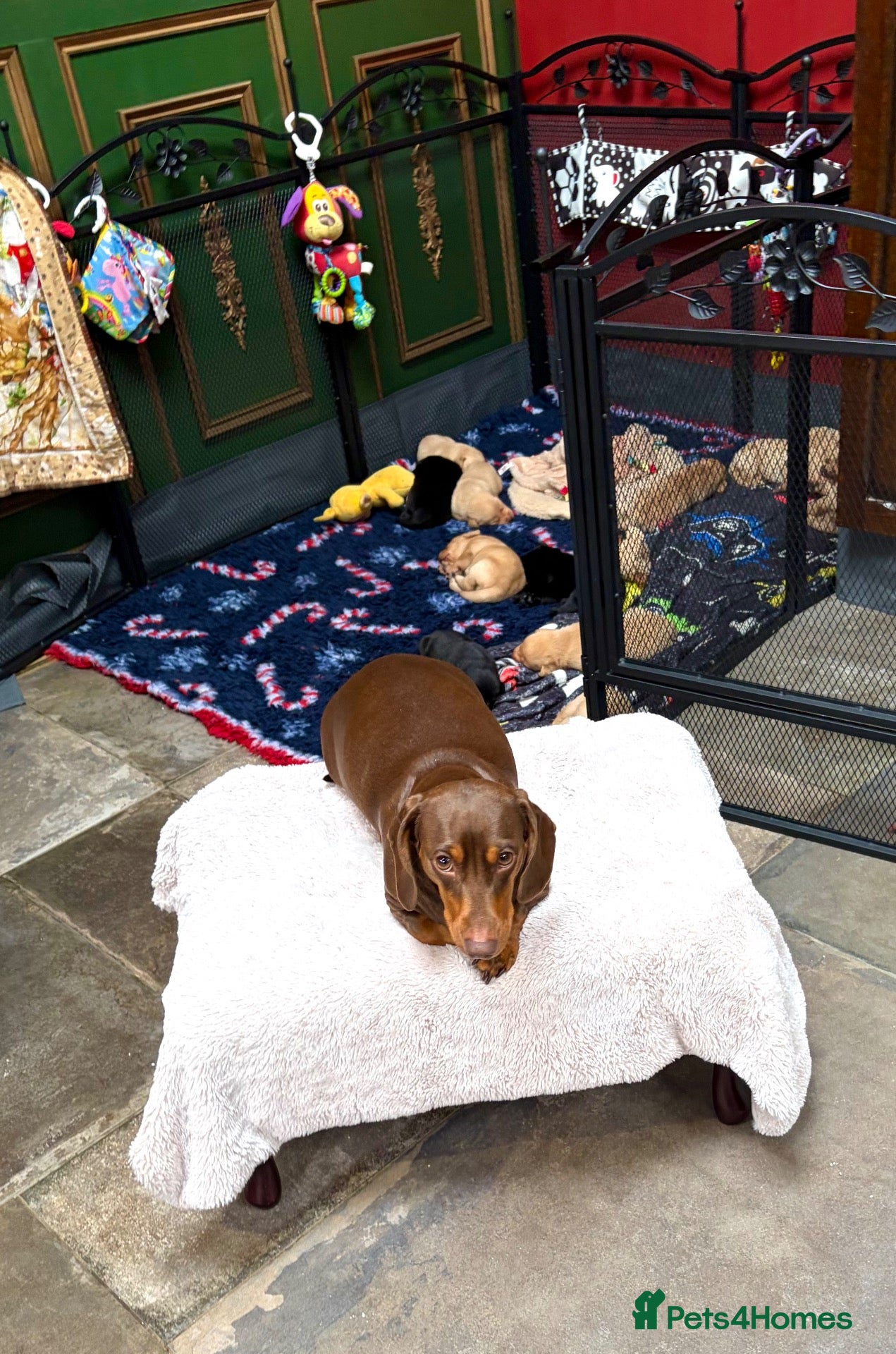 Labrador Retriever dogs Ready to view! 🥰 KC. Clean thriving Labradors - Advert 8