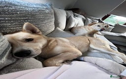 Huskita dogs for sale: Ad for joint owner. No £75 cost. Live local to FK  - Image 9