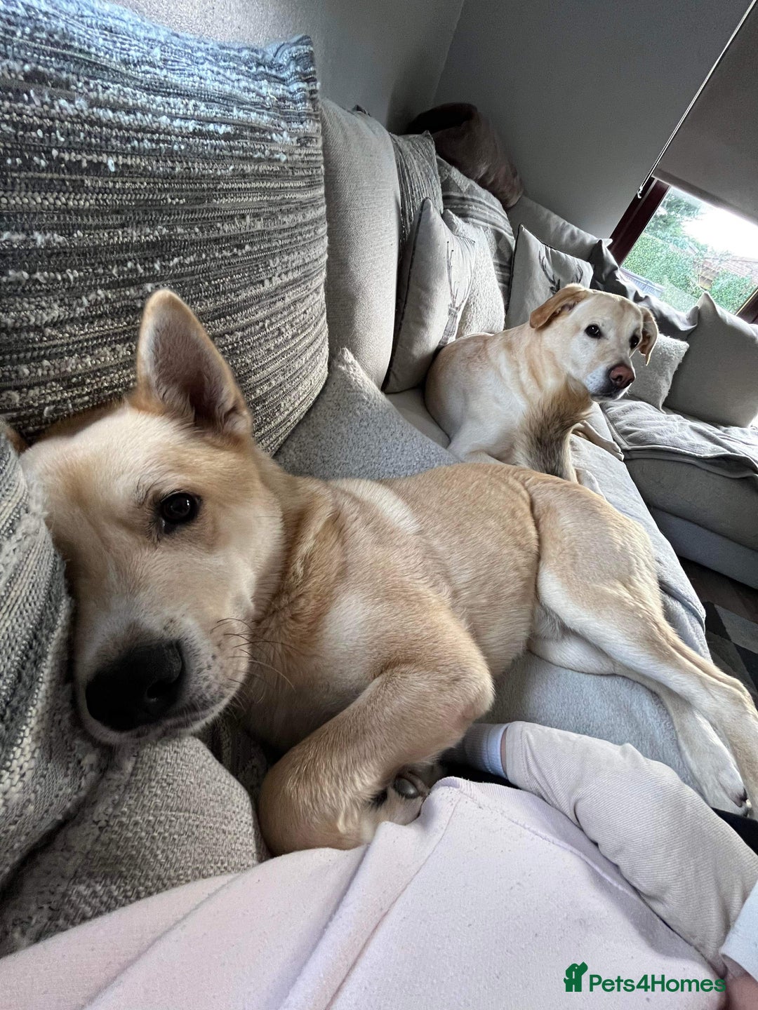 Huskita dogs for sale: Ad for joint owner. No £75 cost. Live local to FK  - Image 9