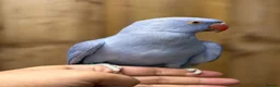 Ringnecks birds for sale: Baby Ringneck - Advert 12