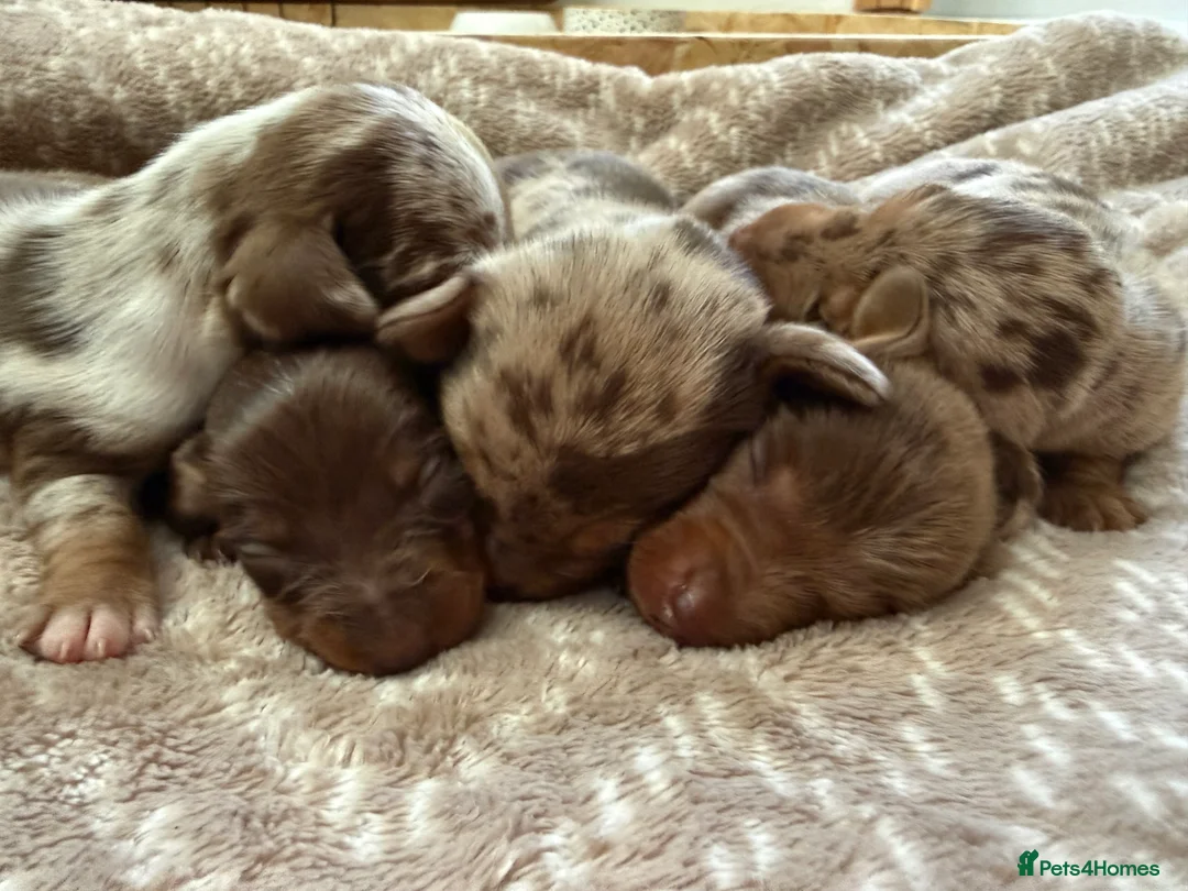Miniature Dachshund dogs for sale: Miniature Dapple & Merle long haired Daschunds in Romsey - Advert 5
