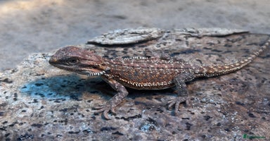 Bearded Dragon reptiles - Advert 7