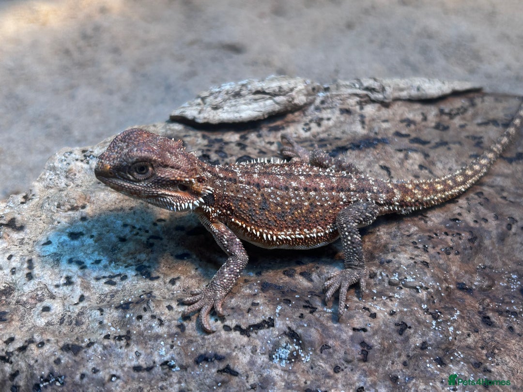 Bearded Dragon reptiles for sale: Bearded Dragons - stunning babies  - Image 3