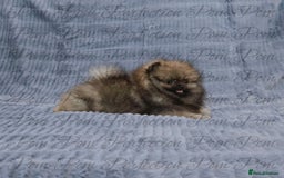 Pomeranian dogs for sale: Gorgeous Teddy Bear Pomeranian Puppies - Image 9