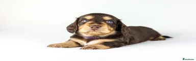 Miniature Dachshund Puppy 5