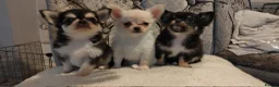 Chihuahua dogs for stud: Chihuahua for stud  - Advert 19
