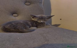 Russian Blue cats for sale: 3 female kittens  - Image 1