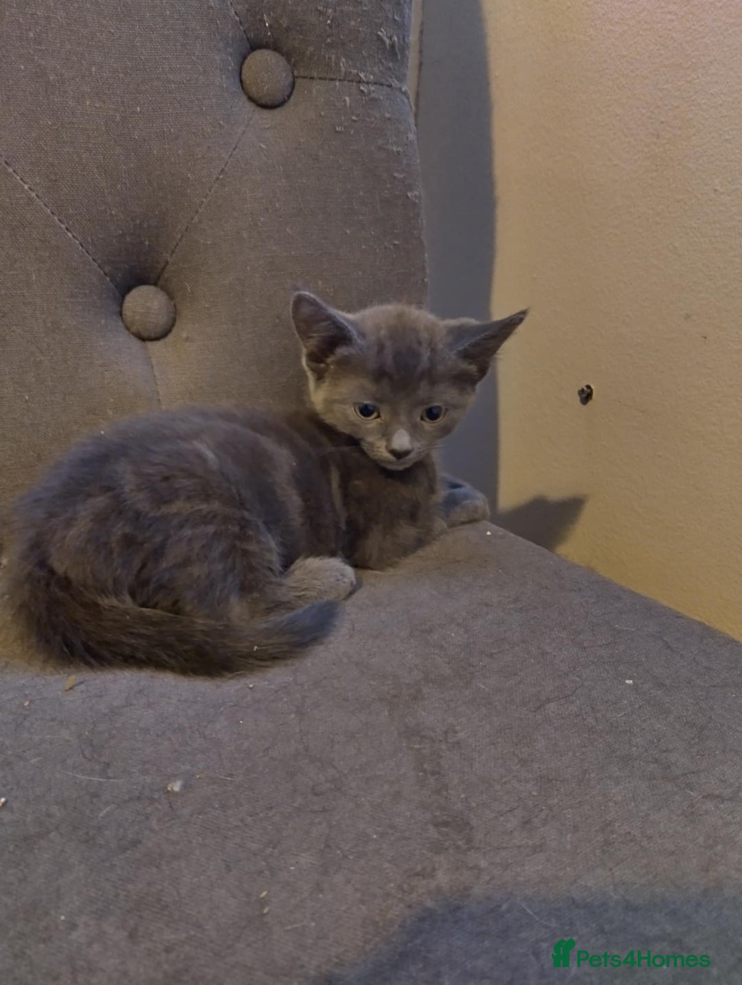 Russian Blue cats for sale: 3 female kittens  - Image 1