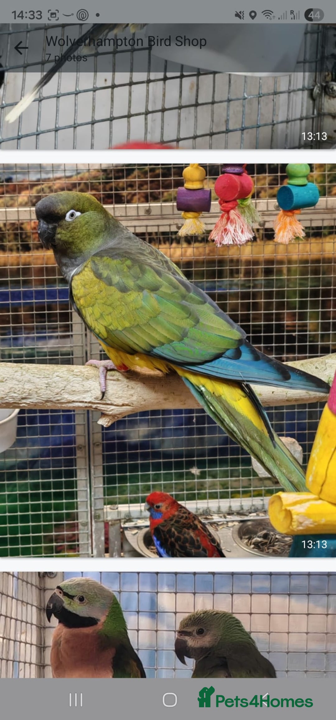 Parrots birds for sale: Xxx BIRDS/PARAKEETS/PARROTS xxX - Advert 23