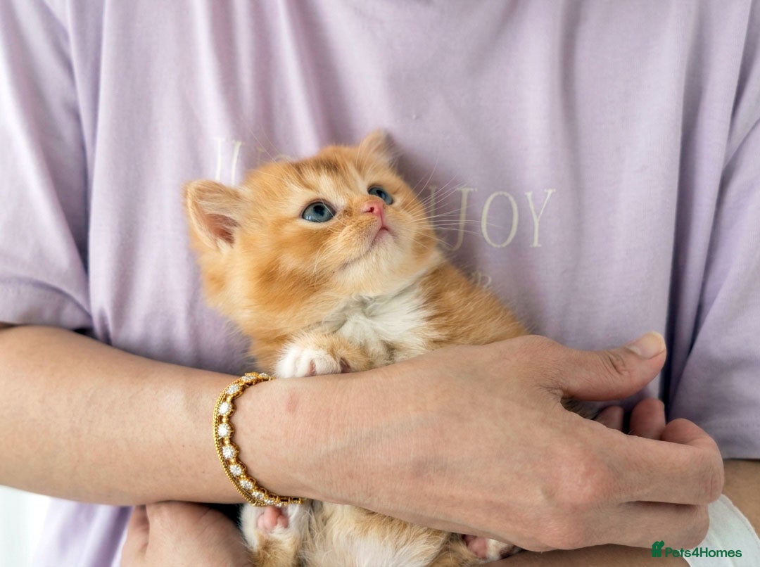 British Shorthair cats Adorable Kittens Ready For Reservation  - Advert 1