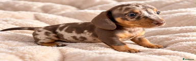 Miniature Dachshund 3