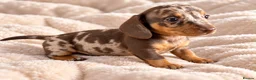 Miniature Dachshund dogs for sale: Stunning kc registered miniature dachshund puppies in Evesham - Advert 11