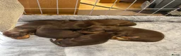 Miniature Dachshund dogs for sale:  Chocolate brown miniature Dachshund puppies in Sherborne - Advert 10