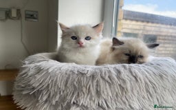 Ragdoll cats for sale: 🌟 Stunning Ragdoll Kittens 🌟 - Image 9
